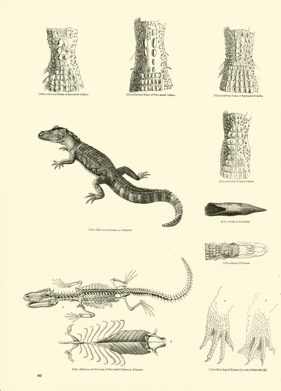 Page from The Pictorial Museum of Animated Nature by English School