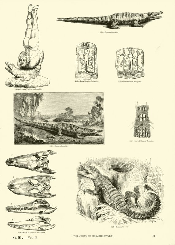 Page from The Pictorial Museum of Animated Nature by English School