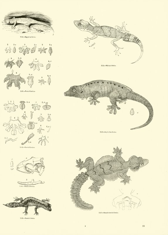 Page from The Pictorial Museum of Animated Nature by English School