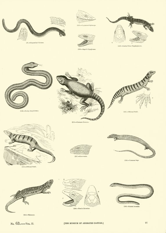 Page from The Pictorial Museum of Animated Nature by English School