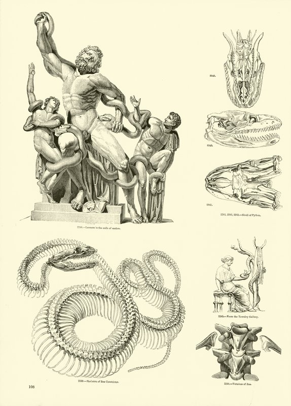 Page from The Pictorial Museum of Animated Nature by English School