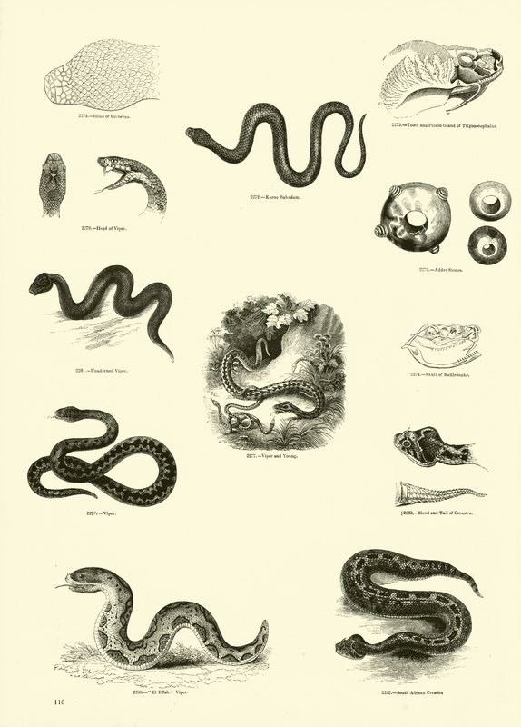 Page from The Pictorial Museum of Animated Nature by English School