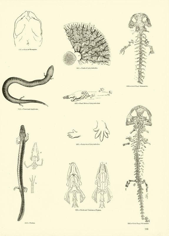 Page from The Pictorial Museum of Animated Nature by English School