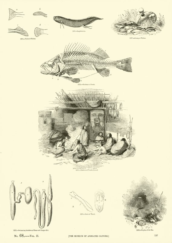 Page from The Pictorial Museum of Animated Nature by English School