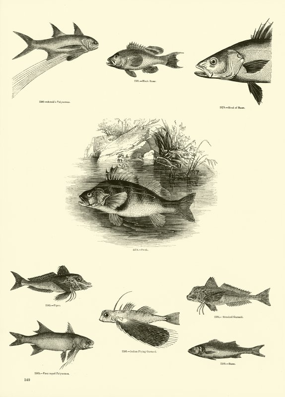 Page from The Pictorial Museum of Animated Nature by English School