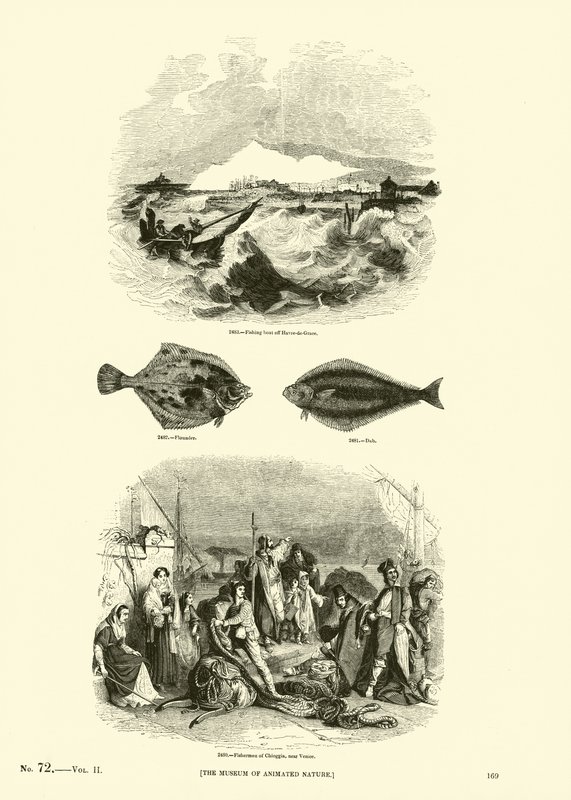 Page from The Pictorial Museum of Animated Nature by English School