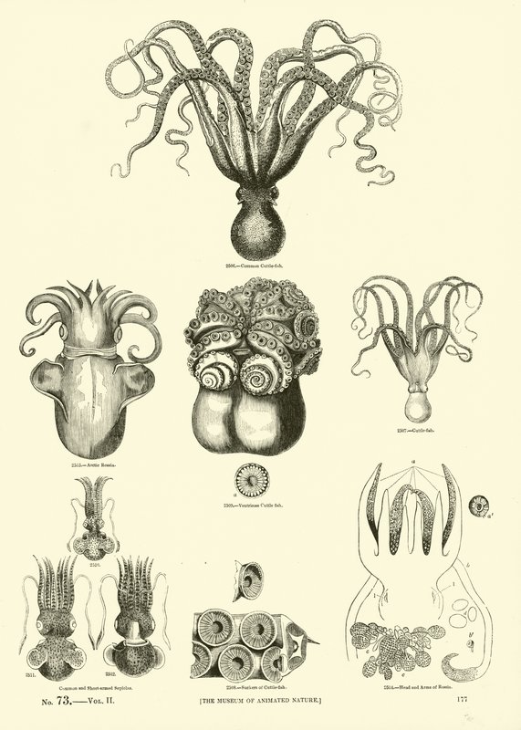 Page from The Pictorial Museum of Animated Nature by English School