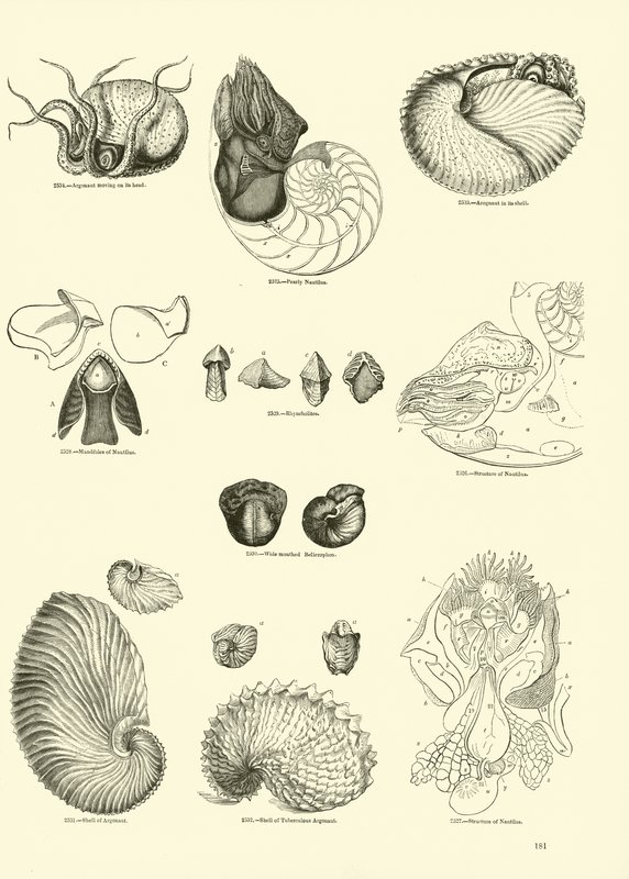 Page from The Pictorial Museum of Animated Nature by English School