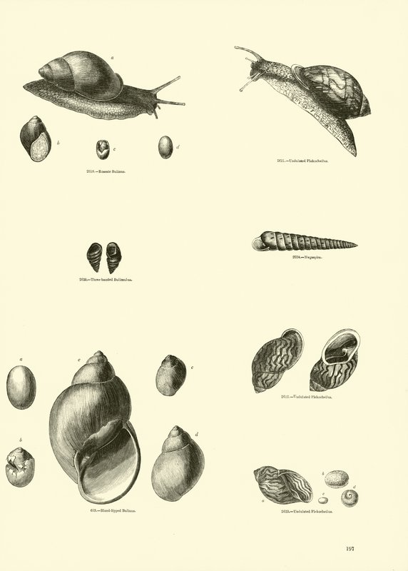 Page from The Pictorial Museum of Animated Nature by English School