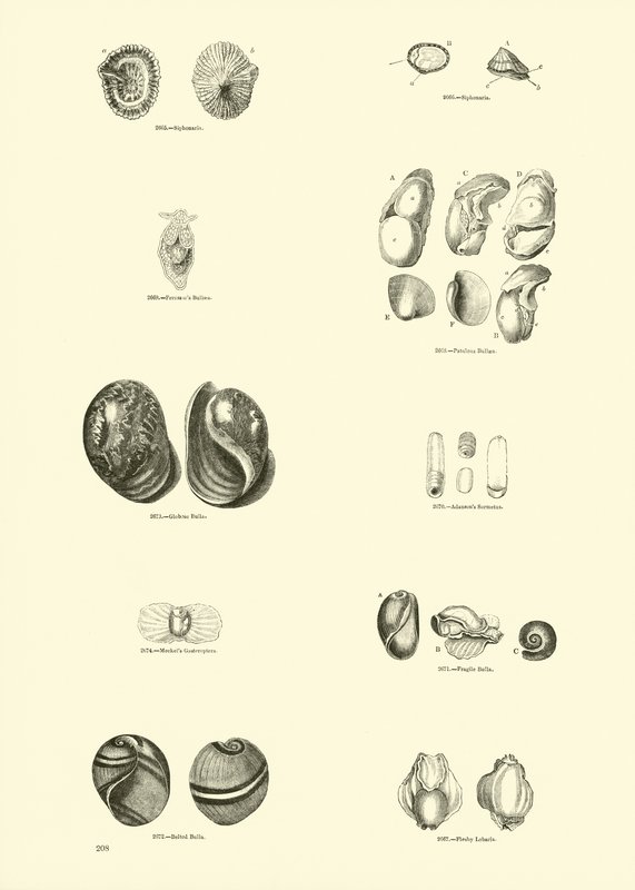 Page from The Pictorial Museum of Animated Nature by English School