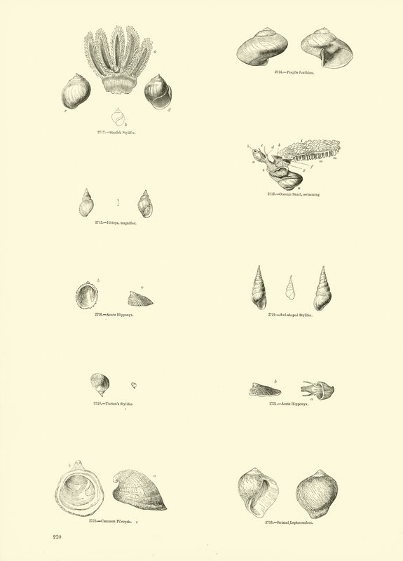 Page from The Pictorial Museum of Animated Nature by English School