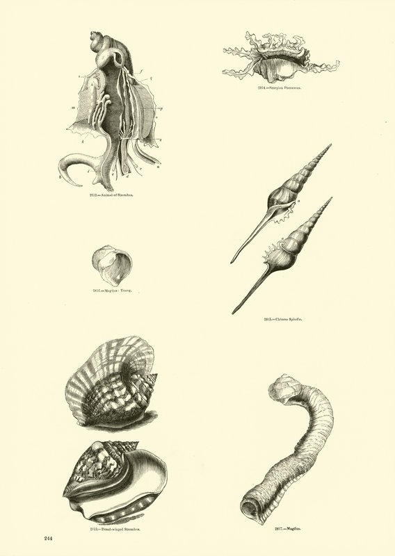 Page from The Pictorial Museum of Animated Nature by English School