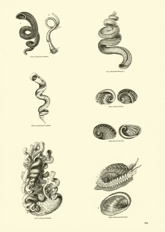 Page from The Pictorial Museum of Animated Nature by English School