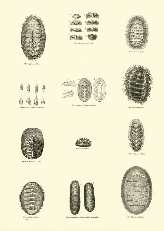 Page from The Pictorial Museum of Animated Nature by English School