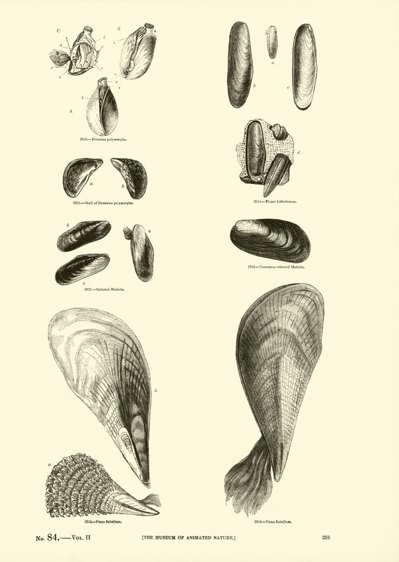 Page from The Pictorial Museum of Animated Nature by English School