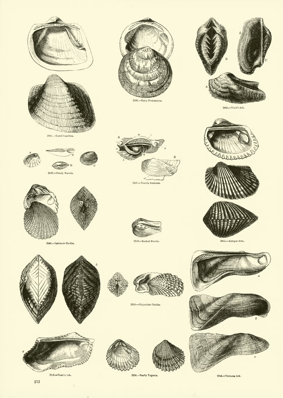 Page from The Pictorial Museum of Animated Nature by English School