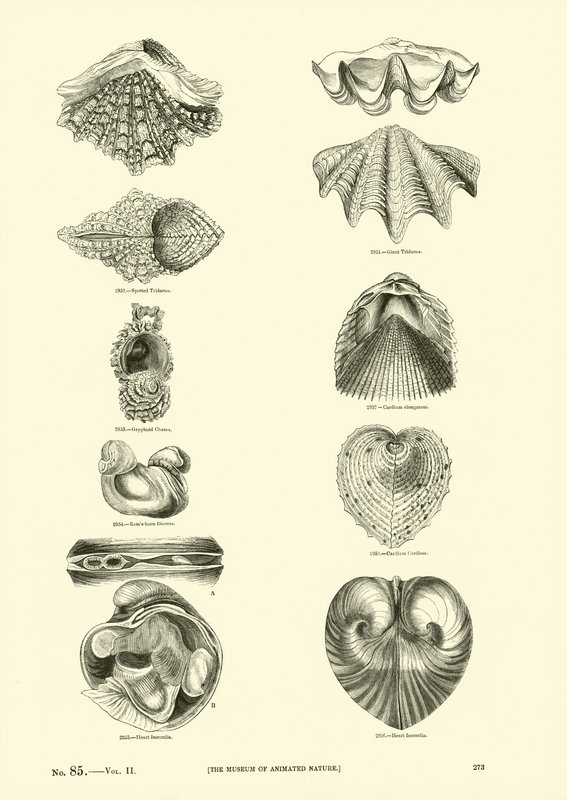 Page from The Pictorial Museum of Animated Nature by English School