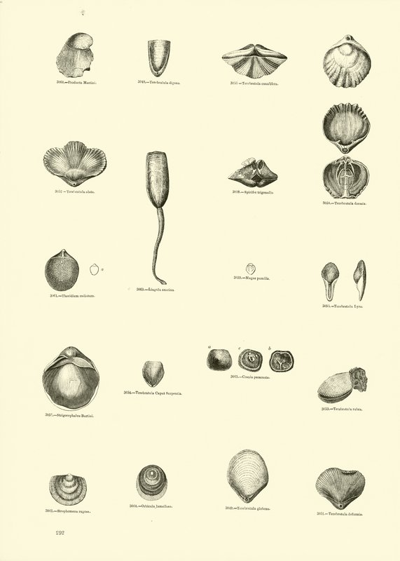 Page from The Pictorial Museum of Animated Nature by English School