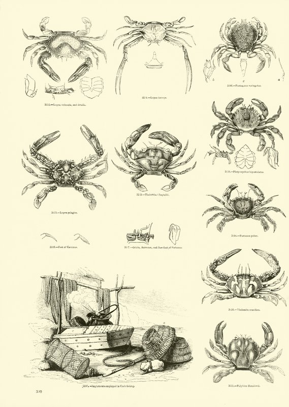 Page from The Pictorial Museum of Animated Nature by English School