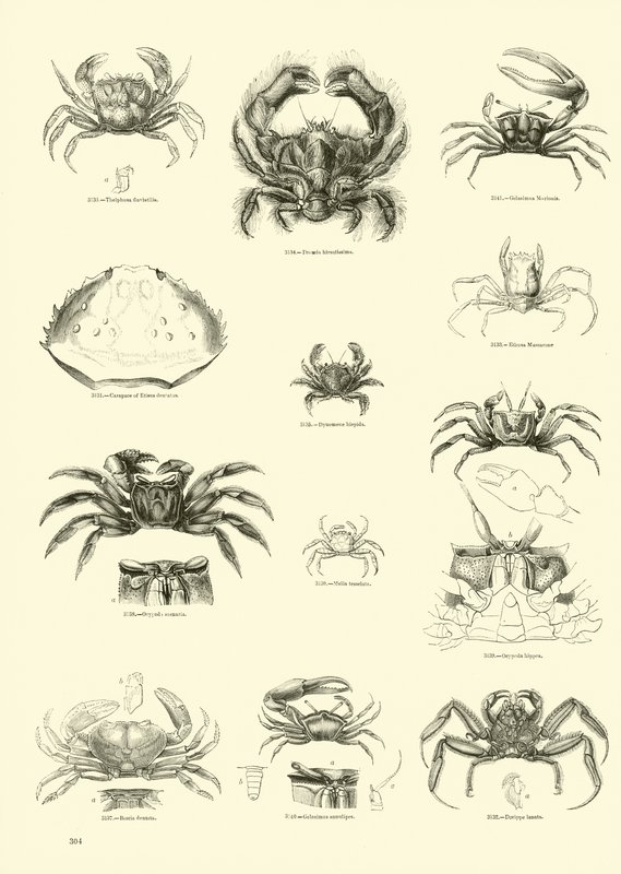Page from The Pictorial Museum of Animated Nature by English School