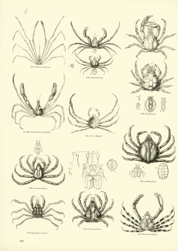 Page from The Pictorial Museum of Animated Nature by English School