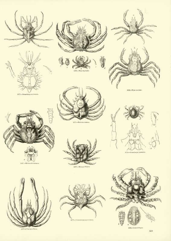 Page from The Pictorial Museum of Animated Nature by English School