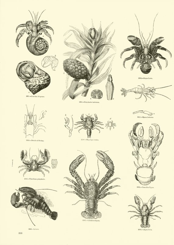 Page from The Pictorial Museum of Animated Nature by English School