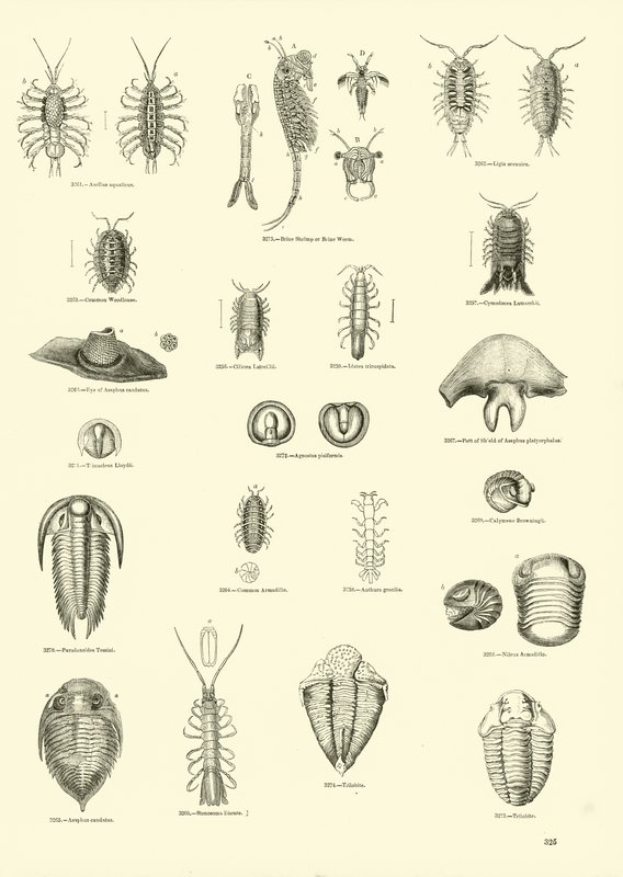 Page from The Pictorial Museum of Animated Nature by English School