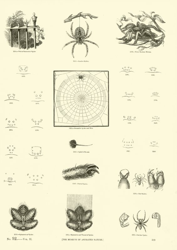 Page from The Pictorial Museum of Animated Nature by English School