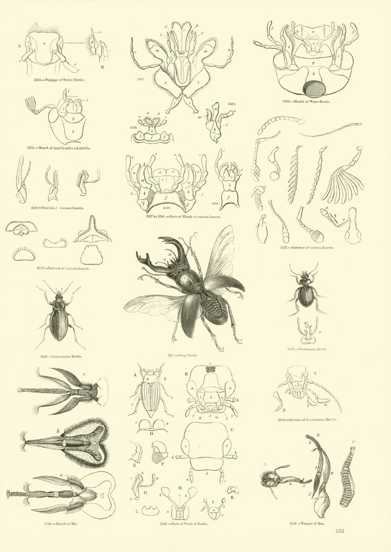 Page from The Pictorial Museum of Animated Nature by English School