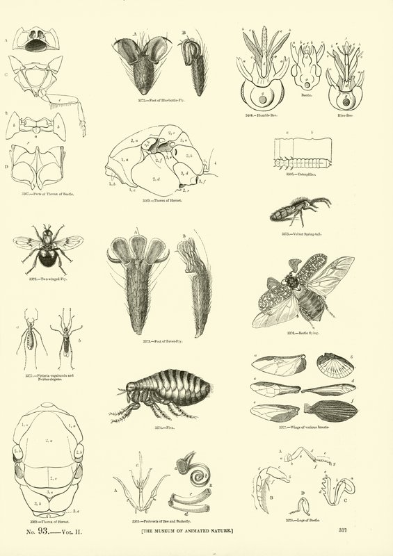 Page from The Pictorial Museum of Animated Nature by English School