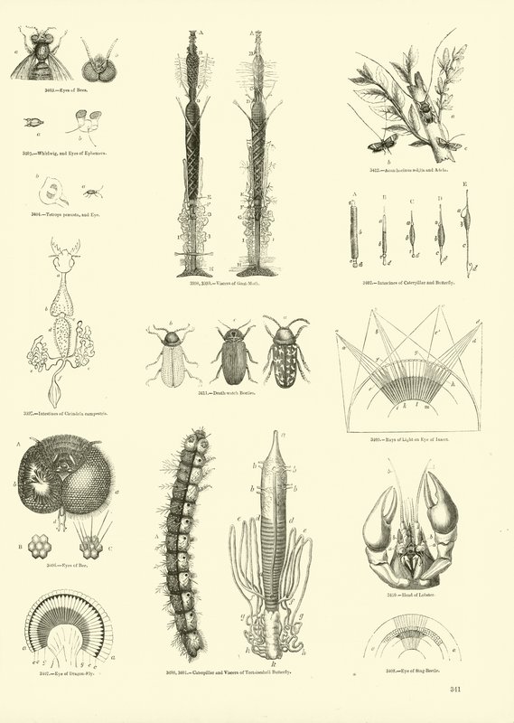 Page from The Pictorial Museum of Animated Nature by English School
