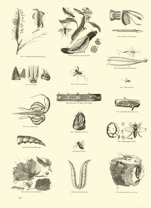 Page from The Pictorial Museum of Animated Nature by English School