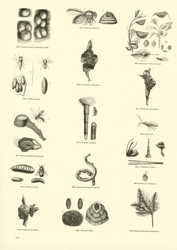 Page from The Pictorial Museum of Animated Nature by English School