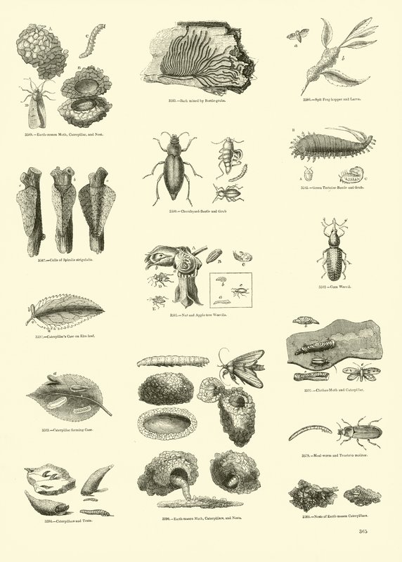 Page from The Pictorial Museum of Animated Nature by English School