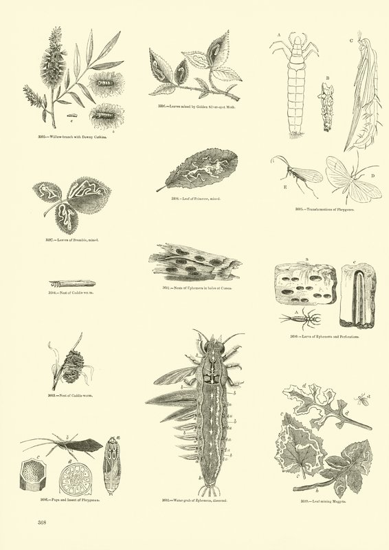 Page from The Pictorial Museum of Animated Nature by English School