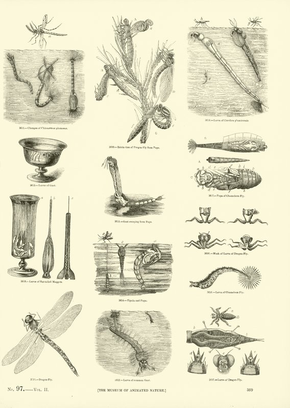 Page from The Pictorial Museum of Animated Nature by English School