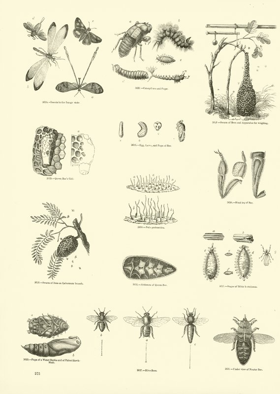 Page from The Pictorial Museum of Animated Nature by English School