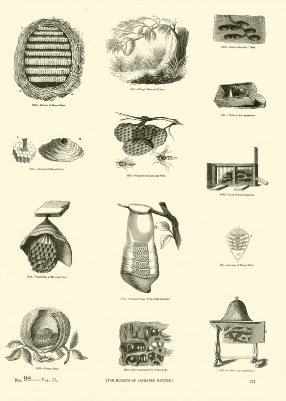Page from The Pictorial Museum of Animated Nature by English School