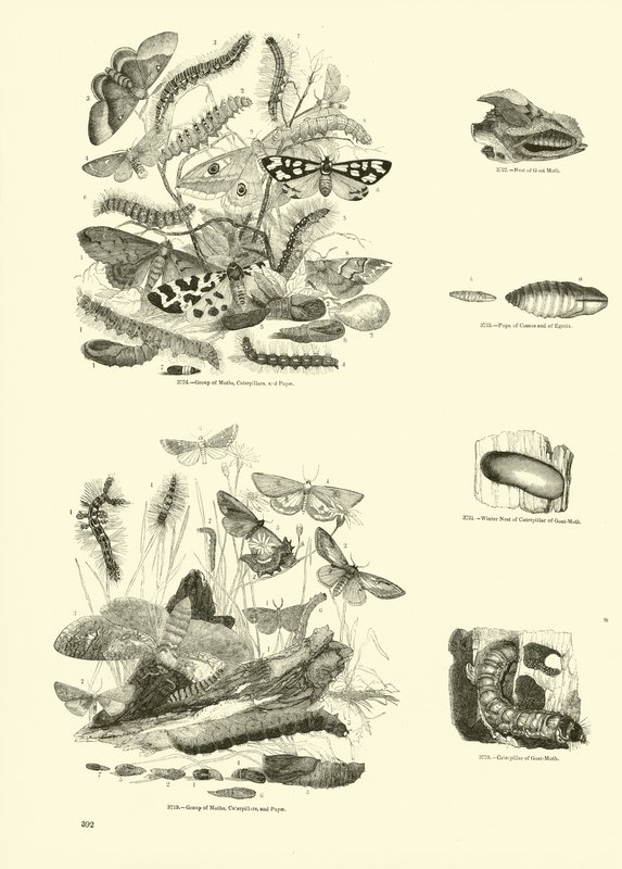 Page from The Pictorial Museum of Animated Nature by English School