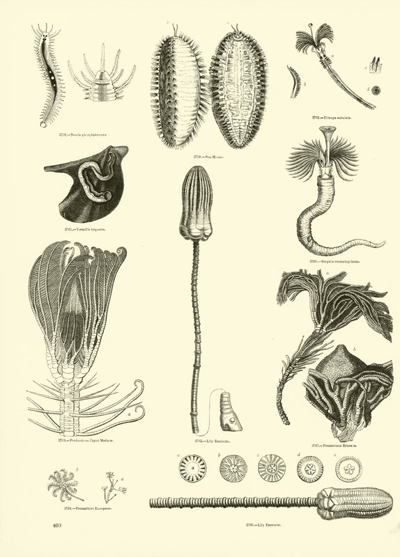 Page from The Pictorial Museum of Animated Nature by English School