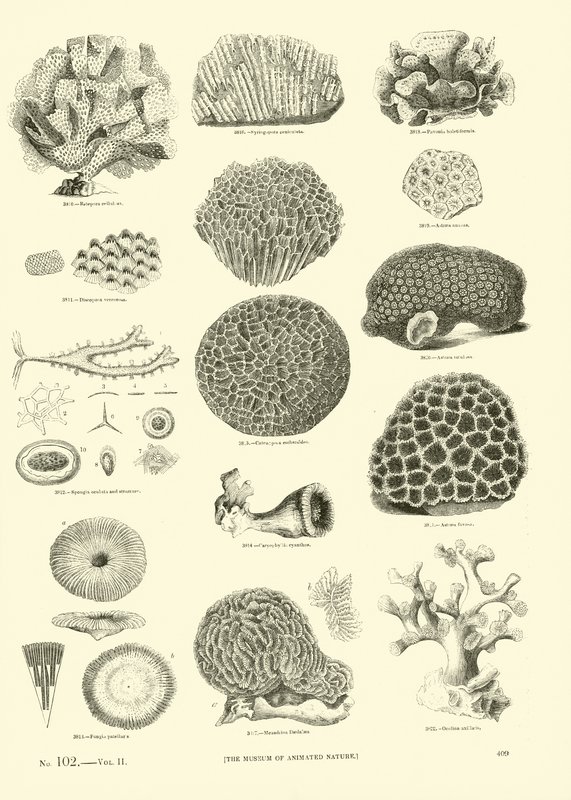 Page from The Pictorial Museum of Animated Nature by English School