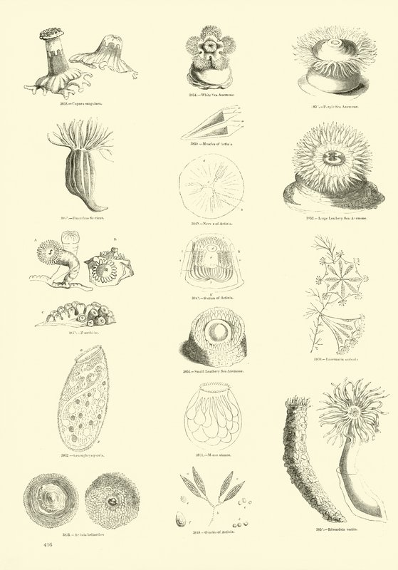 Page from The Pictorial Museum of Animated Nature by English School