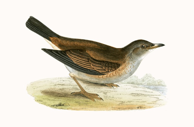 Pale Thrush, Illustration from 
