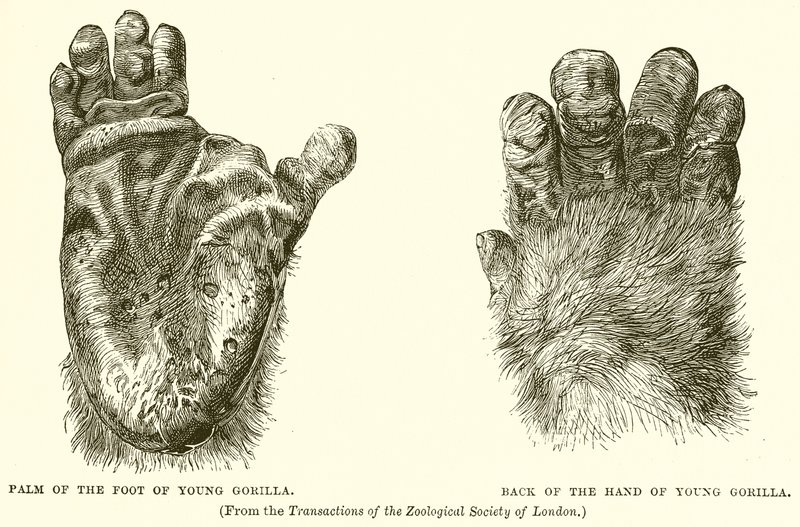 Palm of the Foot of Young Gorilla. Back of the Hand of Young Gorilla by English School