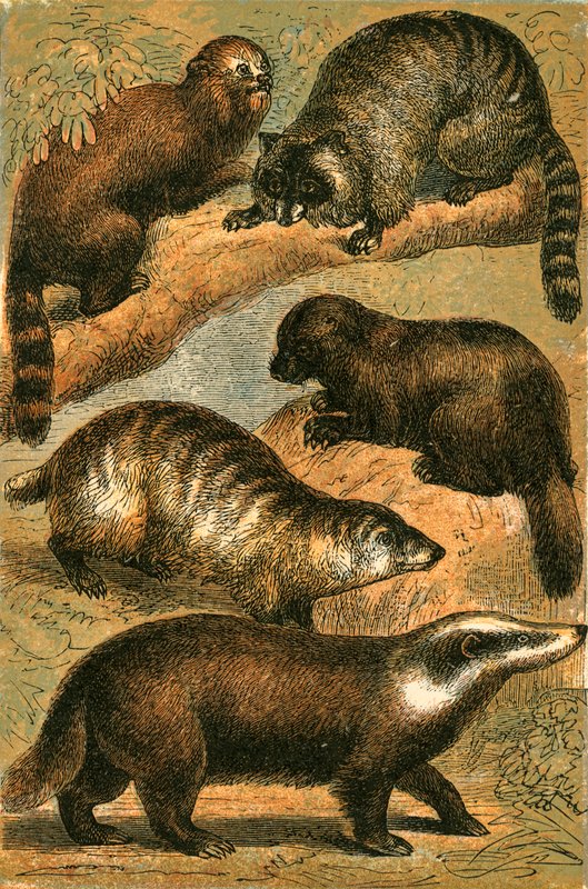 Panda, Racoon, American Racoon, Glutton and Common Badger by English School
