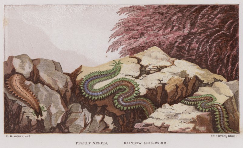 Pearly Nereis, Rainbow Leaf-Worm by English School