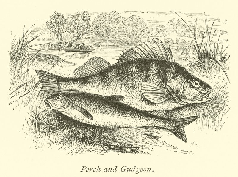 Perch and Gudgeon by English School