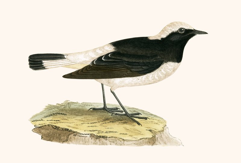 Pied Wheatear, illustration from 