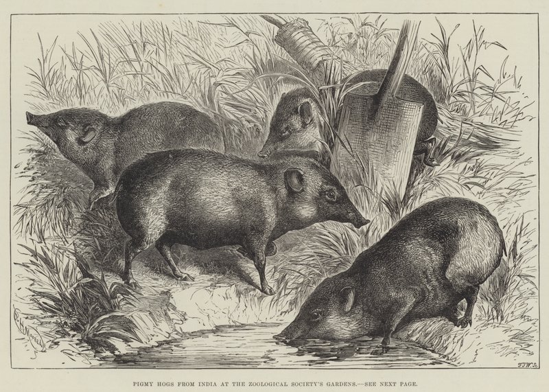 Pigmy Hogs from India at the Zoological Society